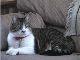 danielle on couch.jpg (57079 bytes)