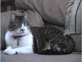 danielle smile.jpg (58232 bytes)